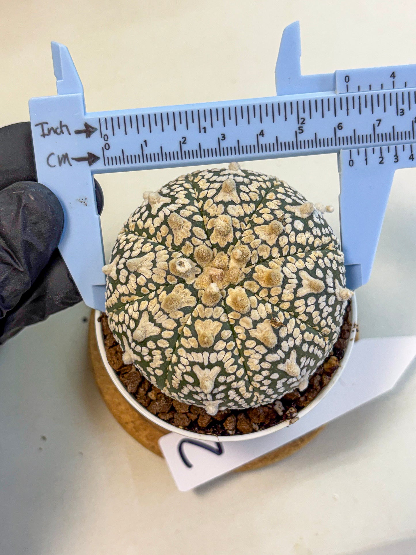 Astrophytum V Type (at4) (02) | Star Cactus