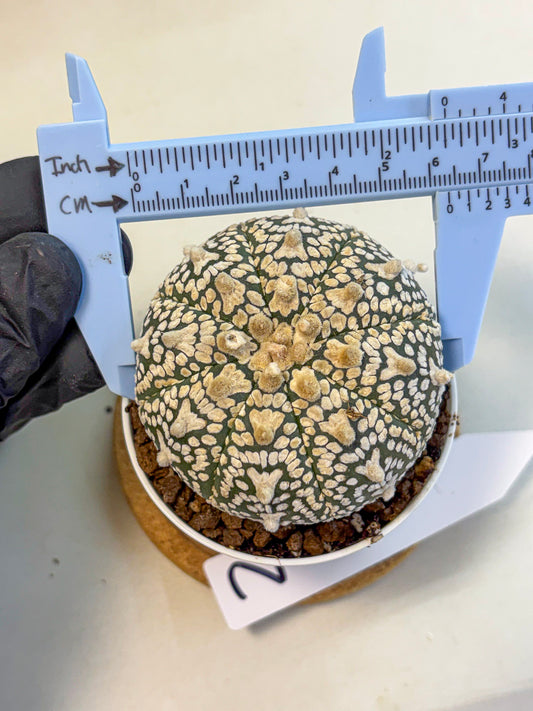 Astrophytum V Type (at4) (02) | Star Cactus
