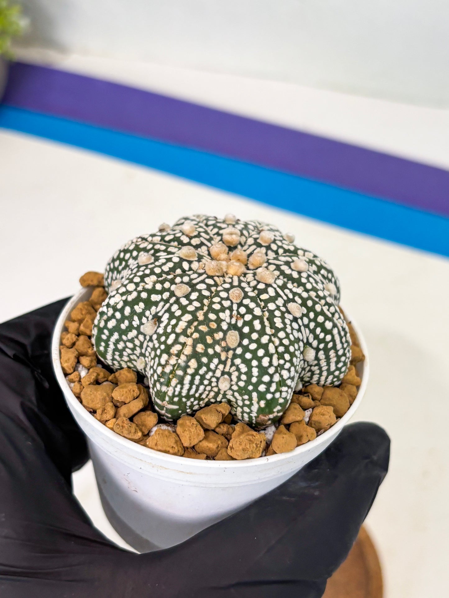 Astrophytum Star Shape (at2) (g6) | Japanese Import