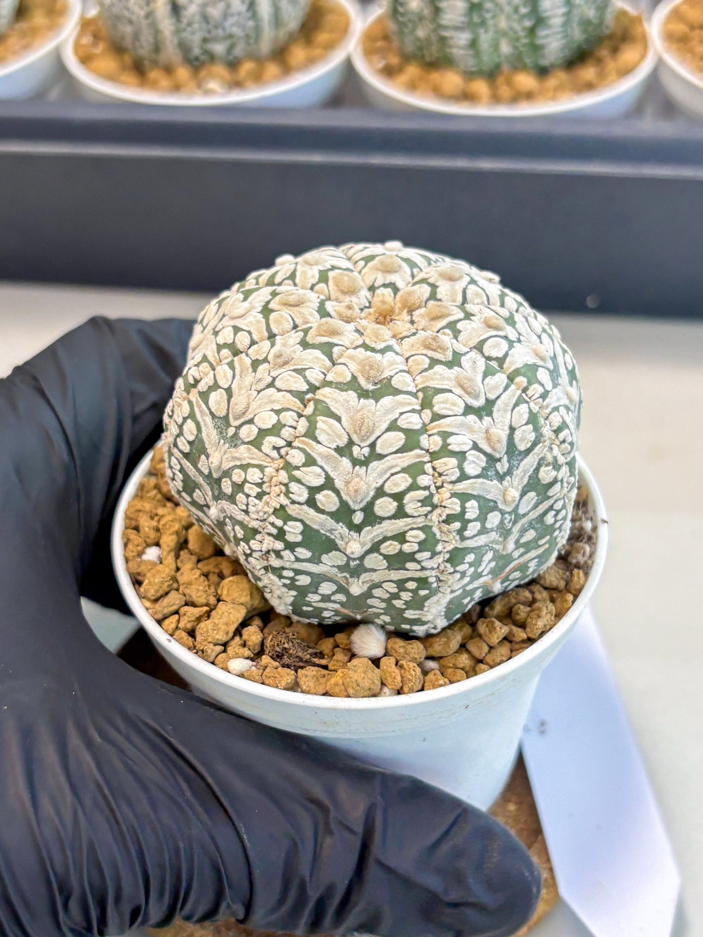 Astrophytum V-Type (at5) (b2) | Star Cactus