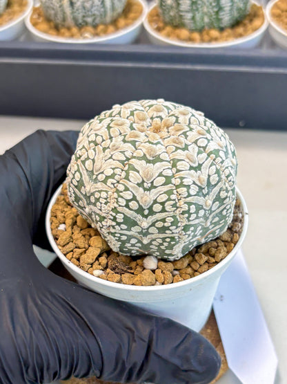 Astrophytum V-Type (at5) (b2) | Star Cactus