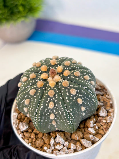Astrophytum Super Kabuto (at1) (01) | Collection Plant | Rare Cactus