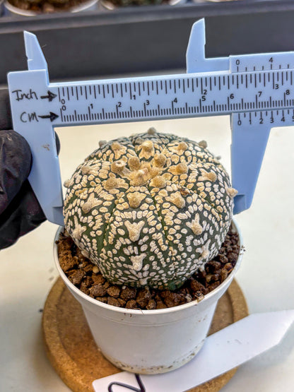 Astrophytum V Type (at4) (02) | Star Cactus