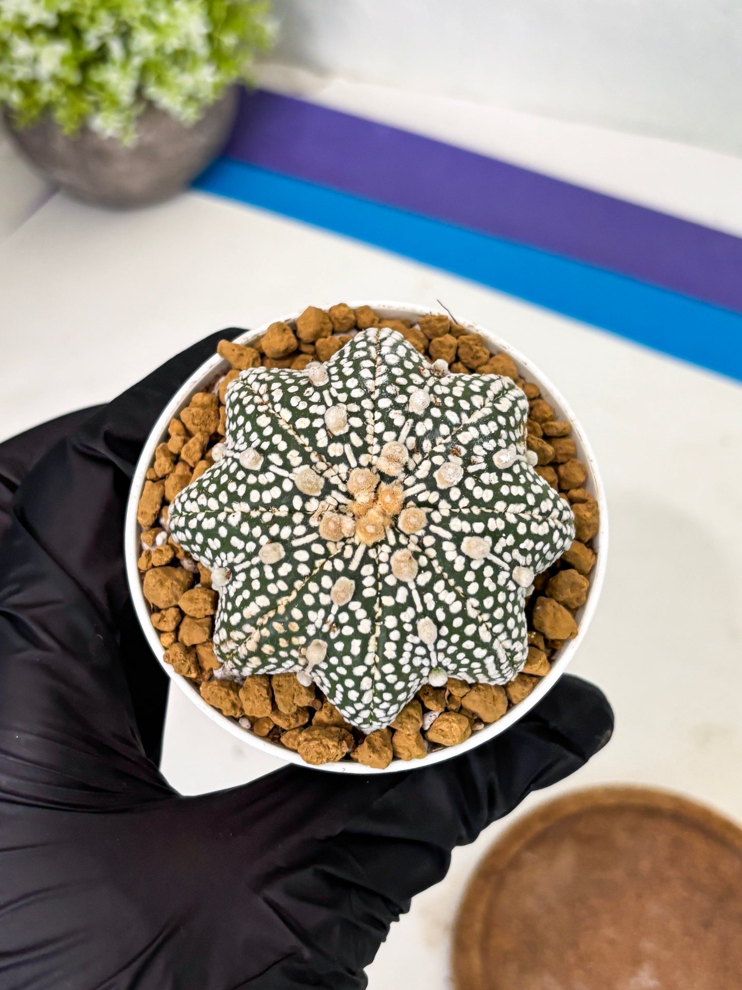 Astrophytum Star Shape (at2) (g6) | Japanese Import