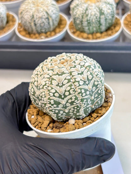 Astrophytum V-Type (at5) (b2) | Star Cactus