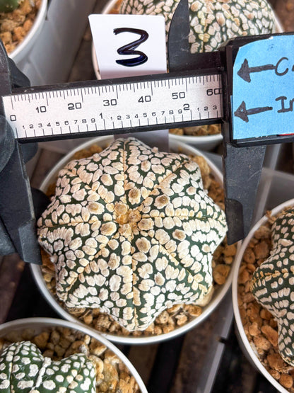 Astrophytum Star Shape (t3) (b3) | 3" Pot