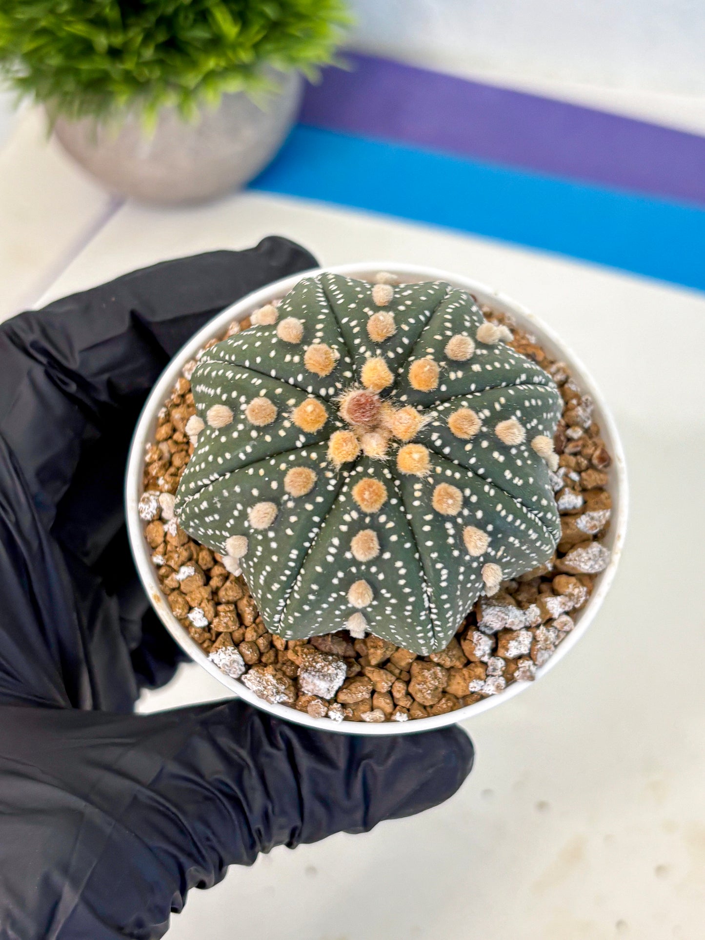 Astrophytum Super Kabuto (at1) (01) | Collection Plant | Rare Cactus