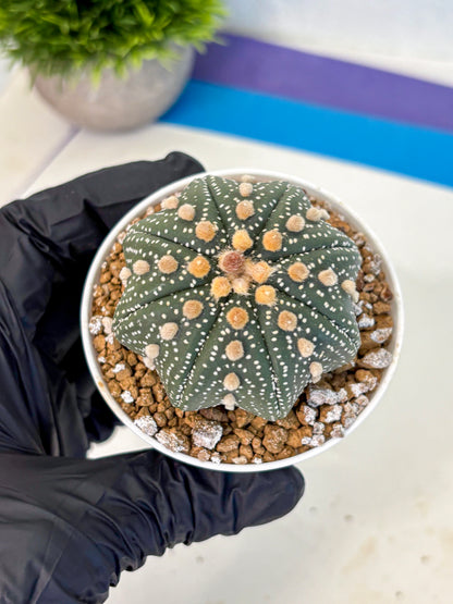 Astrophytum Super Kabuto (at1) (01) | Collection Plant | Rare Cactus