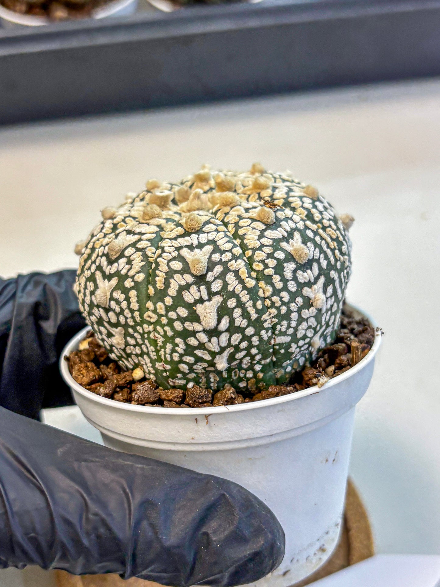 Astrophytum V Type (at4) (02) | Star Cactus