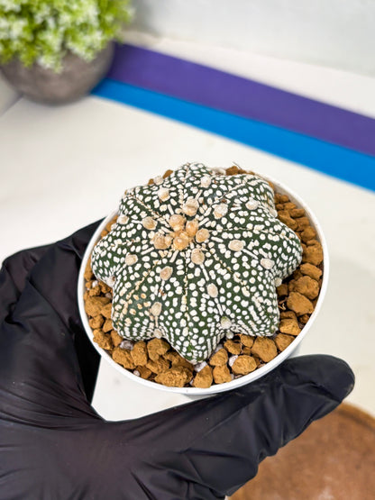 Astrophytum Star Shape (at2) (g6) | Japanese Import