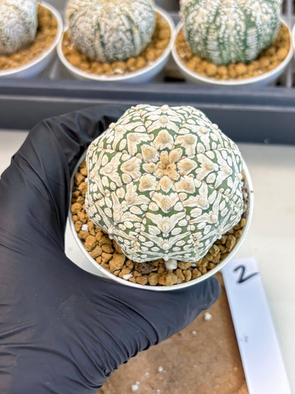 Astrophytum V-Type (at5) (b2) | Star Cactus
