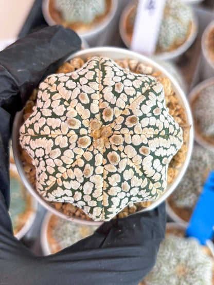 Astrophytum Star Shape (t3) (b3) | 3" Pot