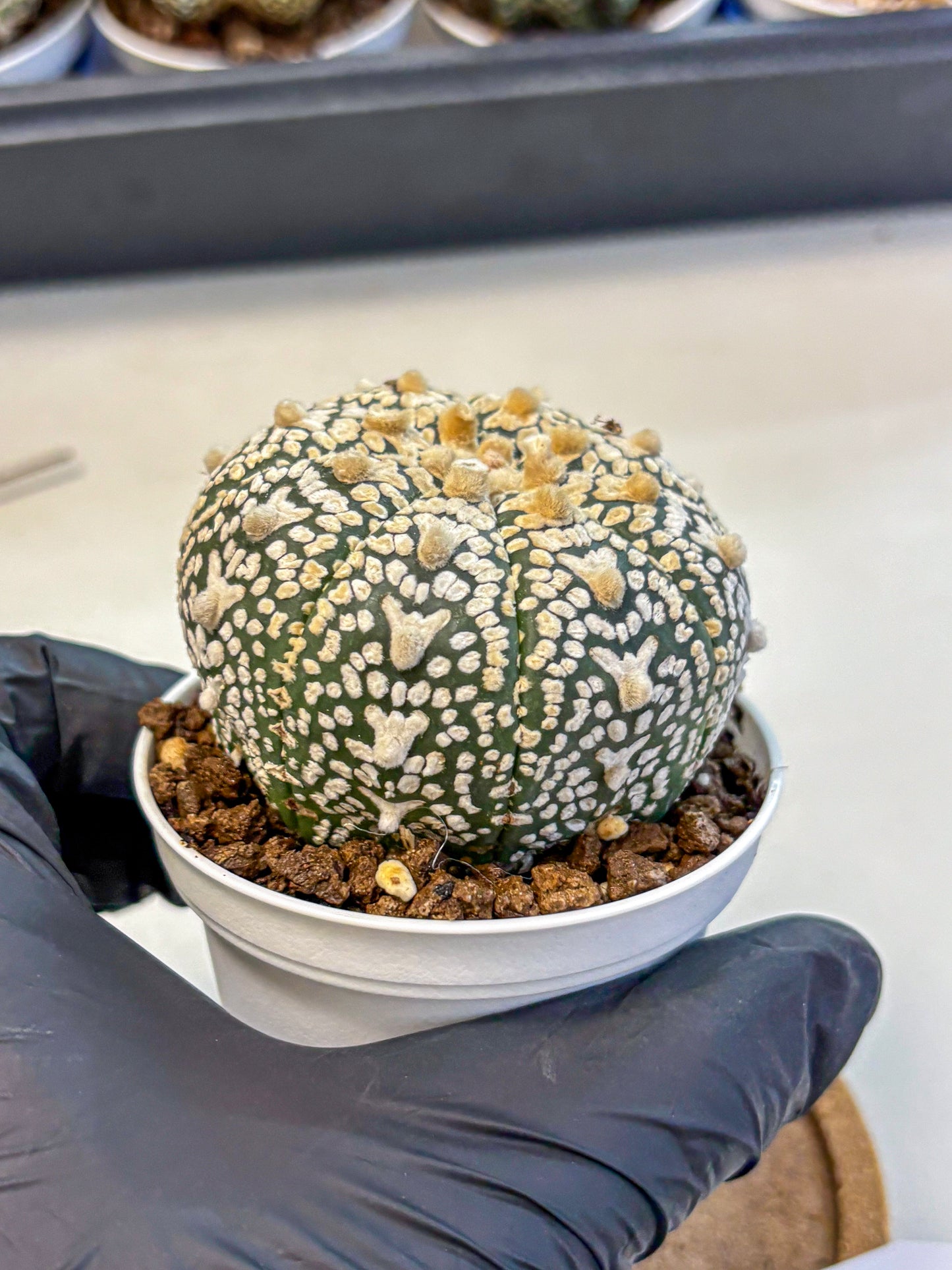 Astrophytum V Type (at4) (02) | Star Cactus