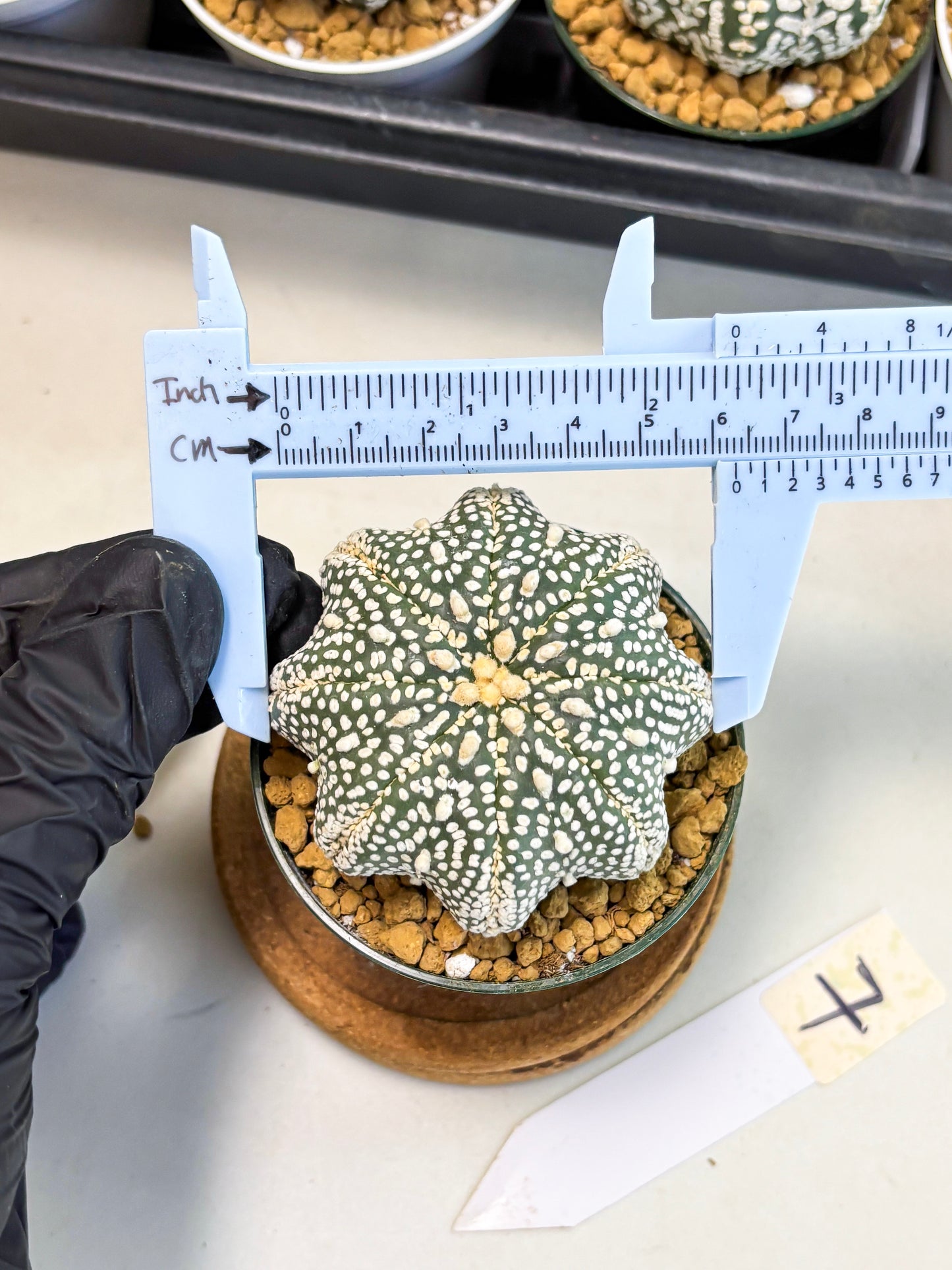 Astrophytum Star Shape (at2) (g7) | Japanese Import