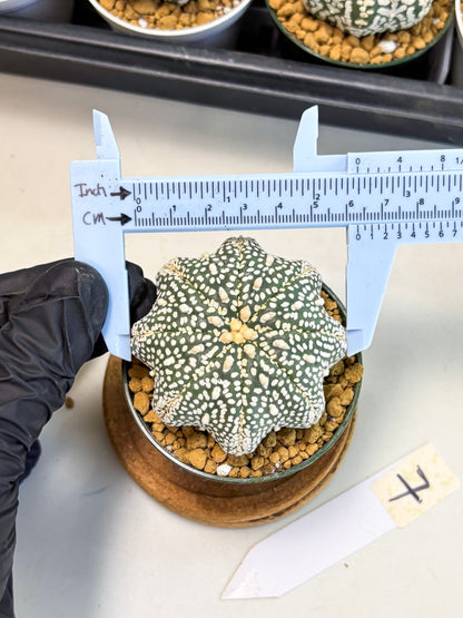 Astrophytum Star Shape (at2) (g7) | Japanese Import