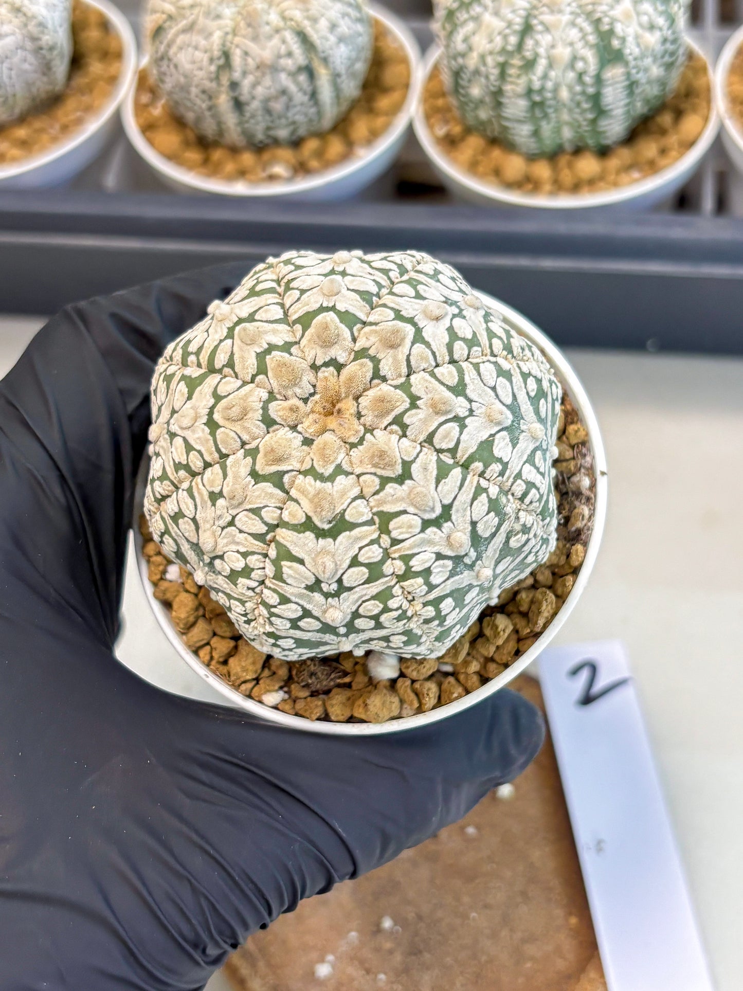 Astrophytum V-Type (at5) (b2) | Star Cactus