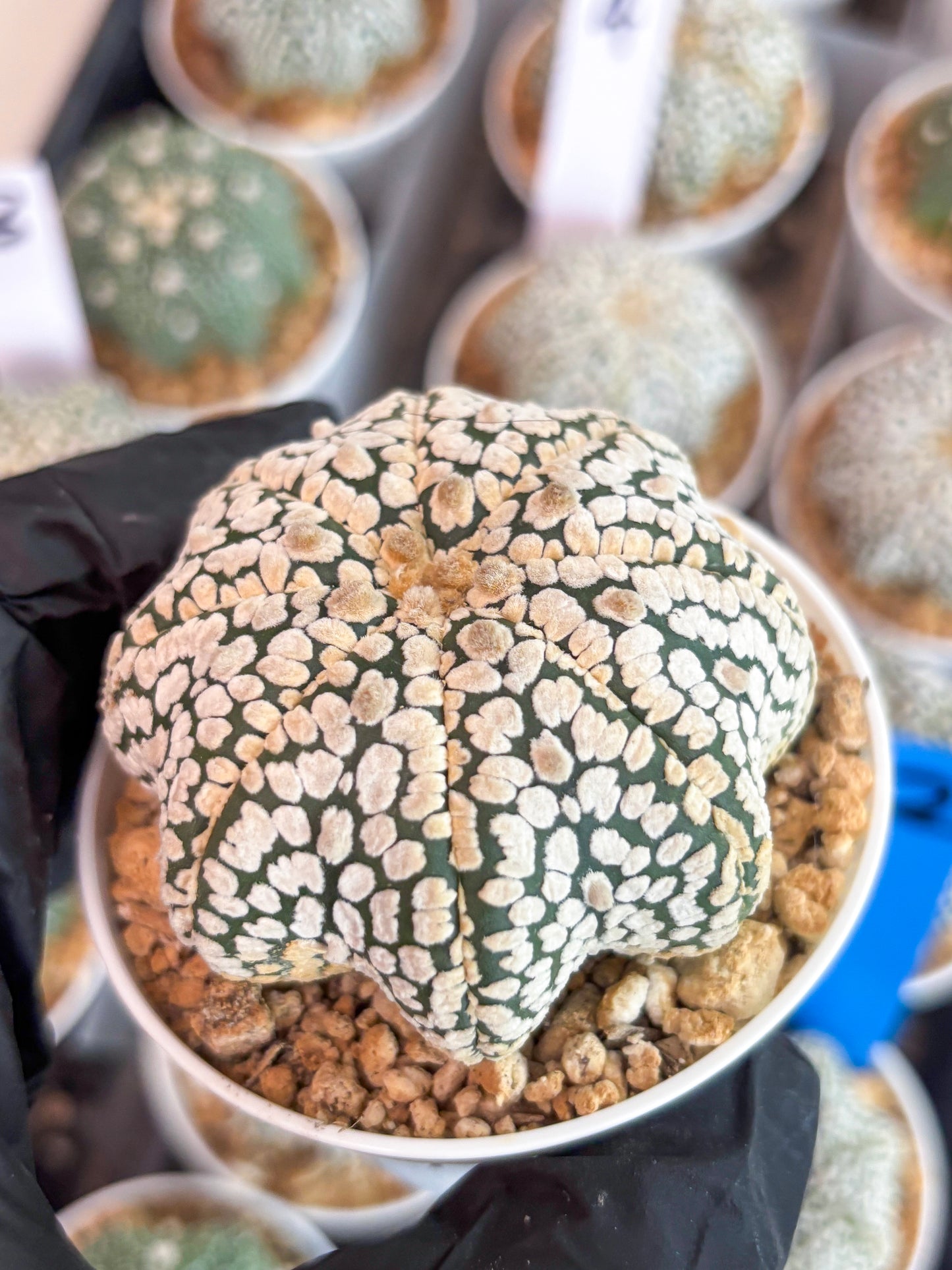 Astrophytum Star Shape (t3) (b3) | 3" Pot