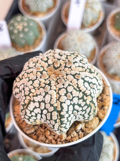Astrophytum Star Shape (t3) (b3) | 3" Pot