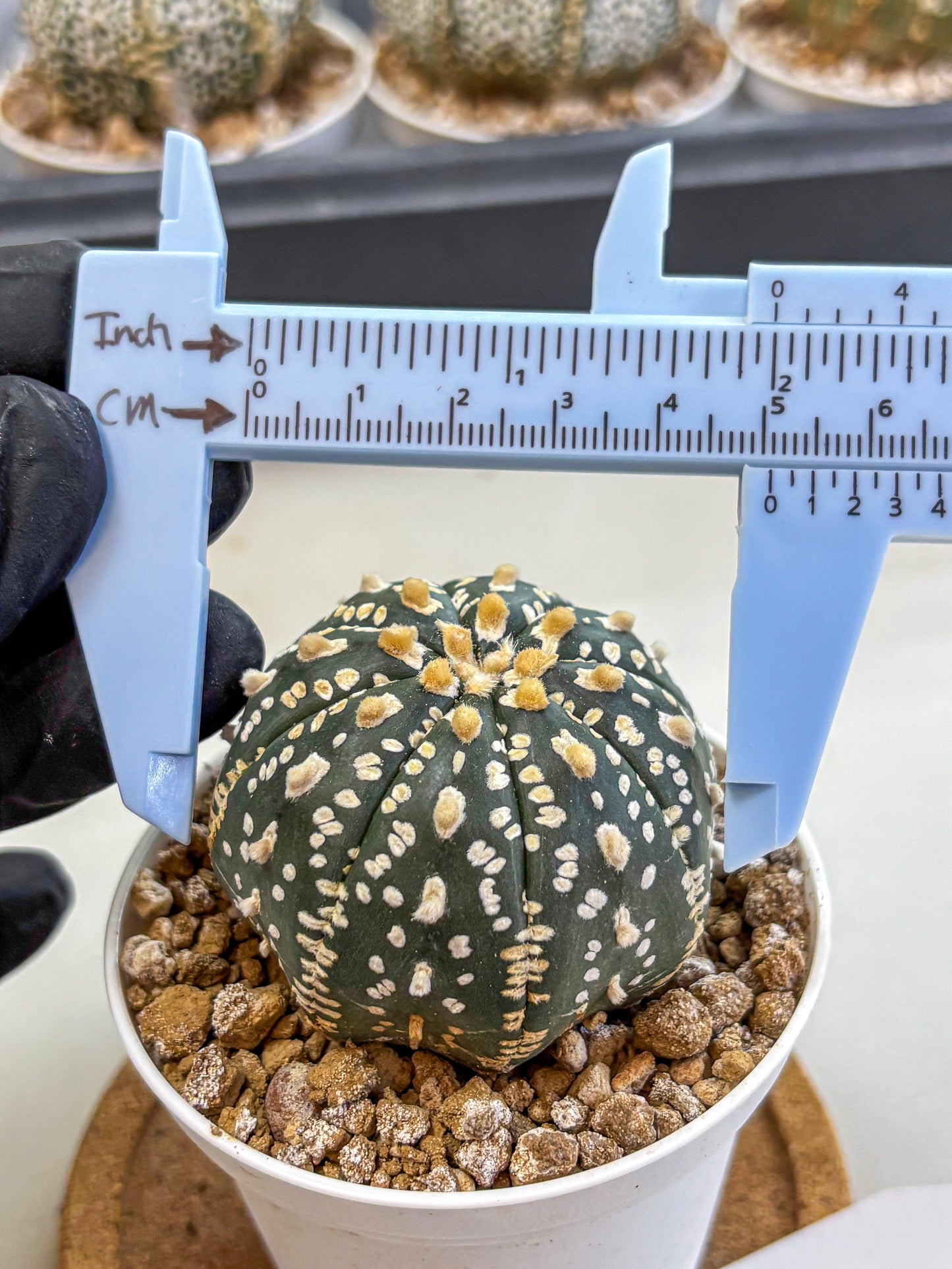 Astrophytum Super Kabuto (at1) (02) | Collection Plant | Rare Cactus