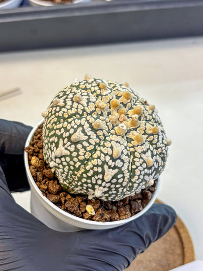 Astrophytum V Type (at4) (02) | Star Cactus