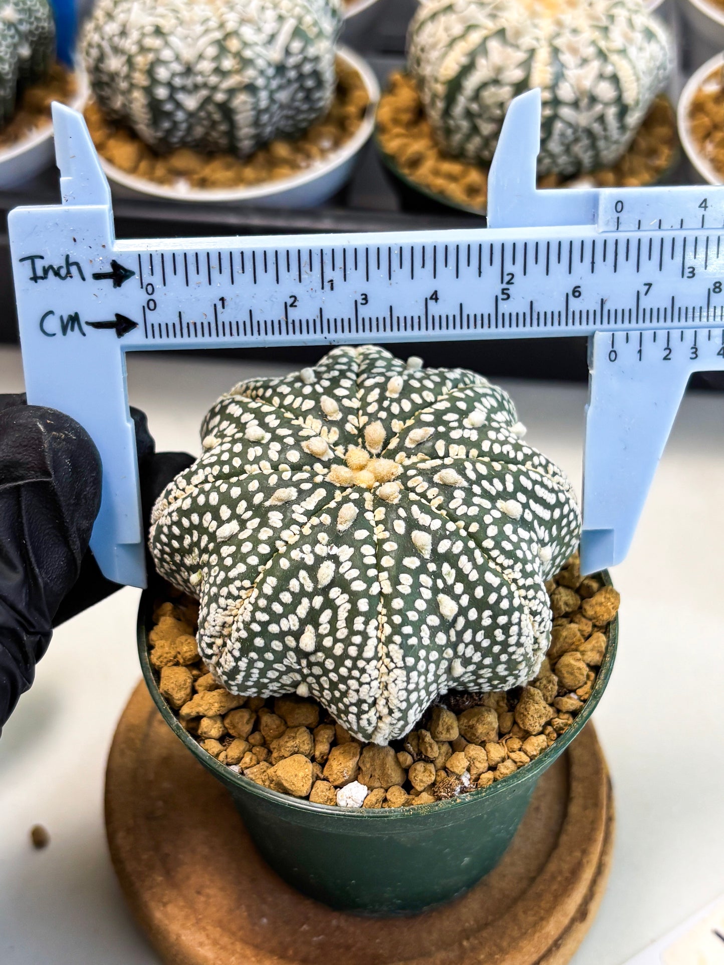 Astrophytum Star Shape (at2) (g7) | Japanese Import