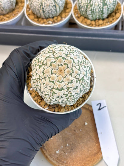 Astrophytum V-Type (at5) (b2) | Star Cactus
