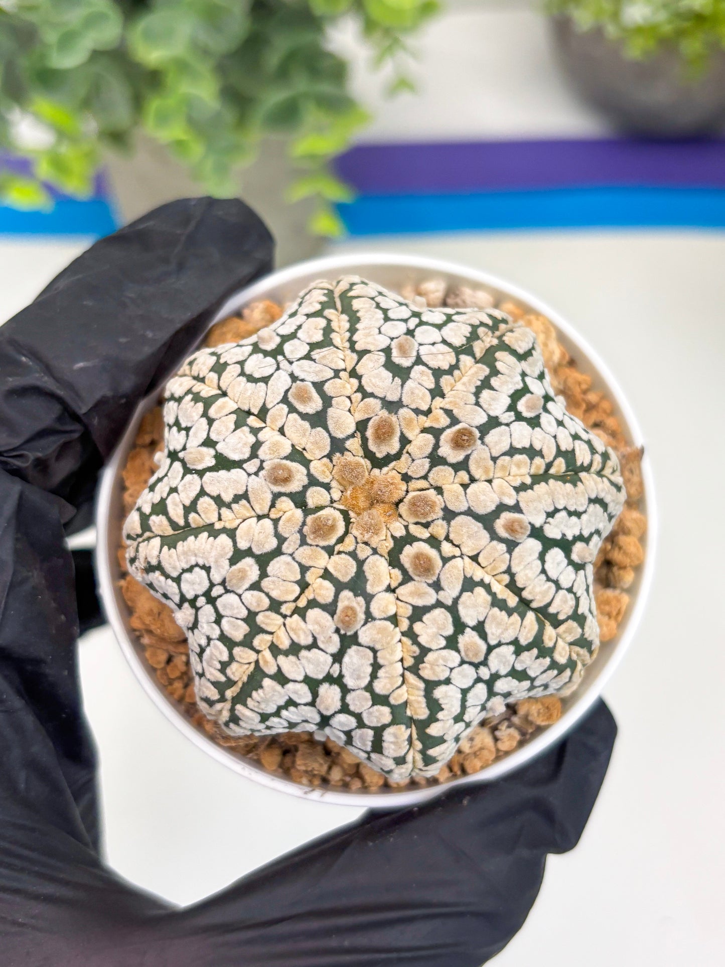 Astrophytum Star Shape (t3) (b3) | 3" Pot