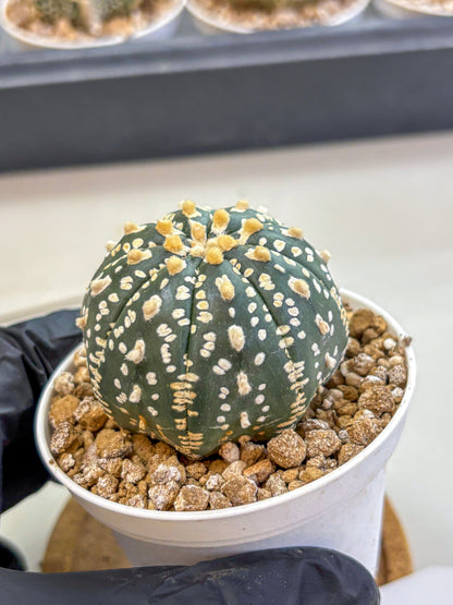 Astrophytum Super Kabuto (at1) (02) | Collection Plant | Rare Cactus