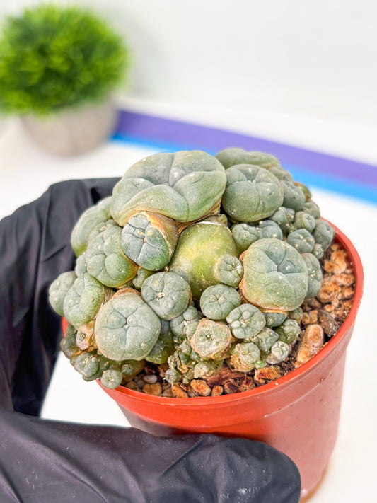 Spineless Cactus (Lo2) (y7) | For Advanced Growers