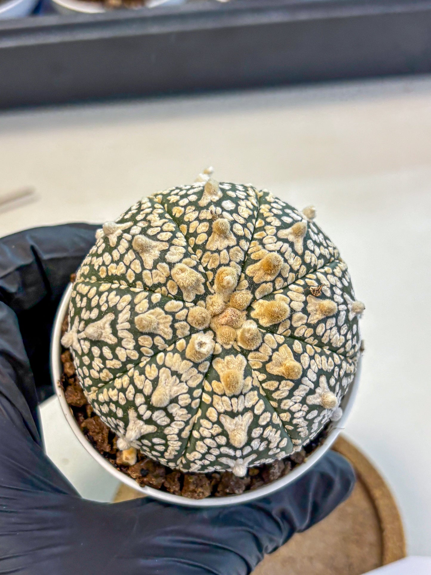 Astrophytum V Type (at4) (02) | Star Cactus
