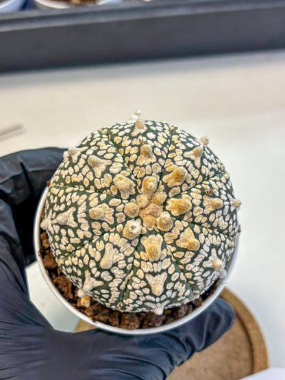 Astrophytum V Type (at4) (02) | Star Cactus
