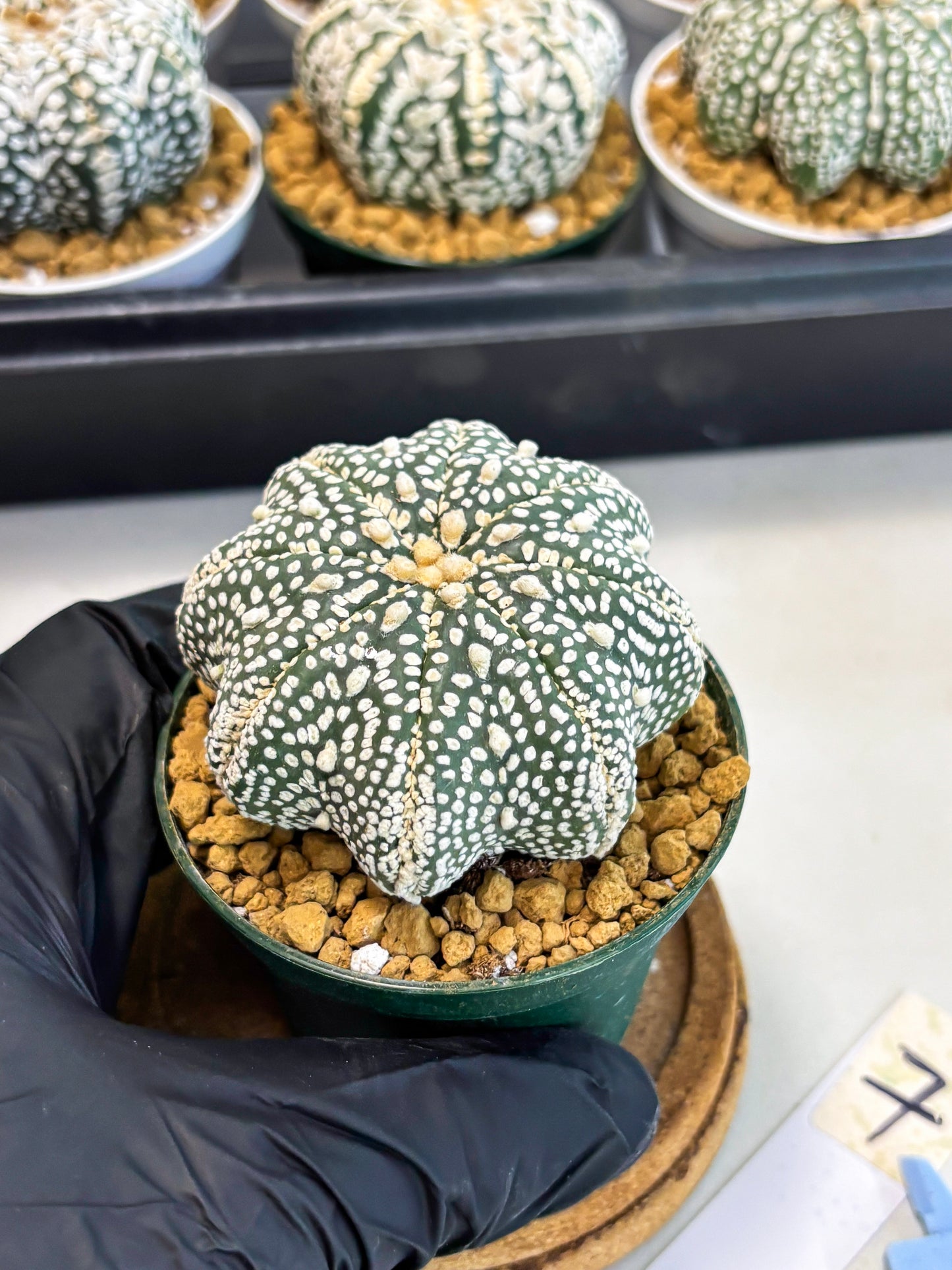 Astrophytum Star Shape (at2) (g7) | Japanese Import