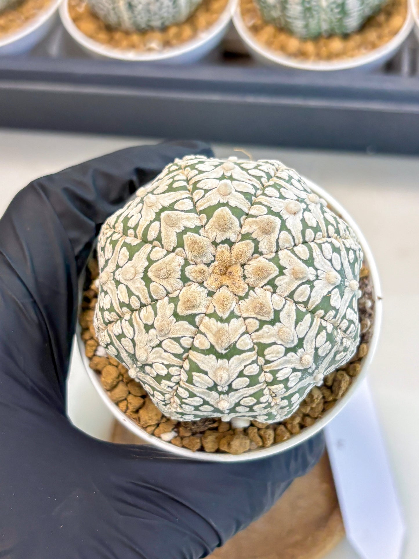 Astrophytum V-Type (at5) (b2) | Star Cactus