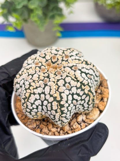 Astrophytum Star Shape (t3) (b3) | 3" Pot
