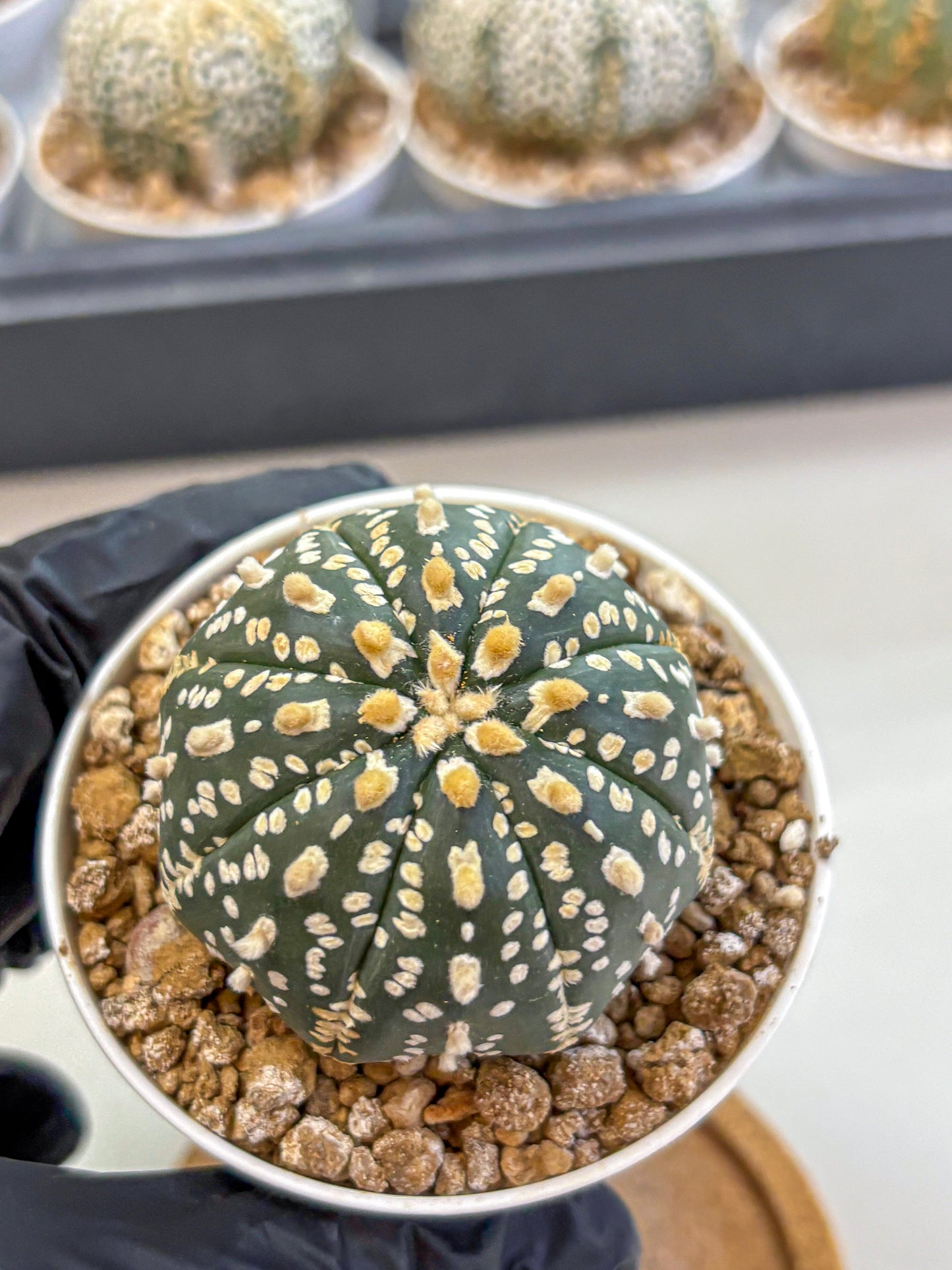 Astrophytum Super Kabuto (at1) (02) | Collection Plant | Rare Cactus