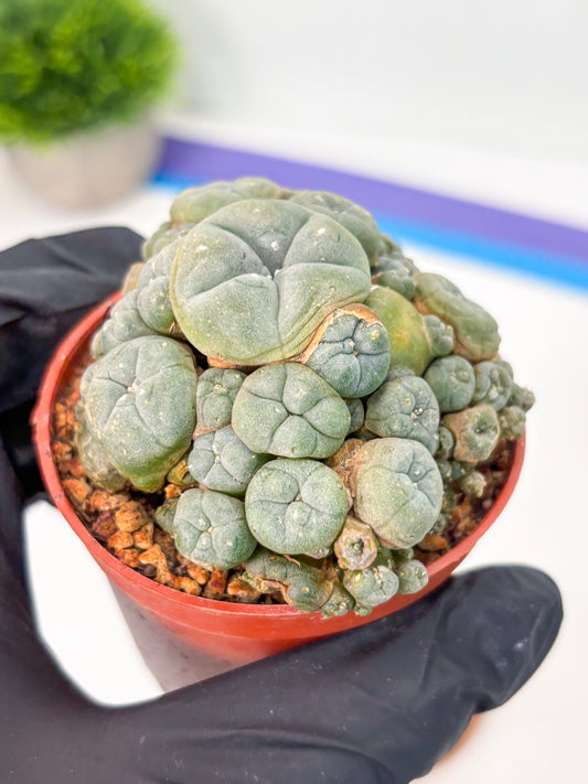 Spineless Cactus (Lo2) (y7) | For Advanced Growers