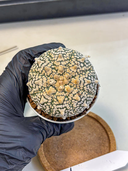 Astrophytum V Type (at4) (02) | Star Cactus