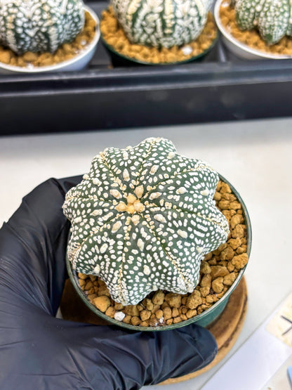 Astrophytum Star Shape (at2) (g7) | Japanese Import