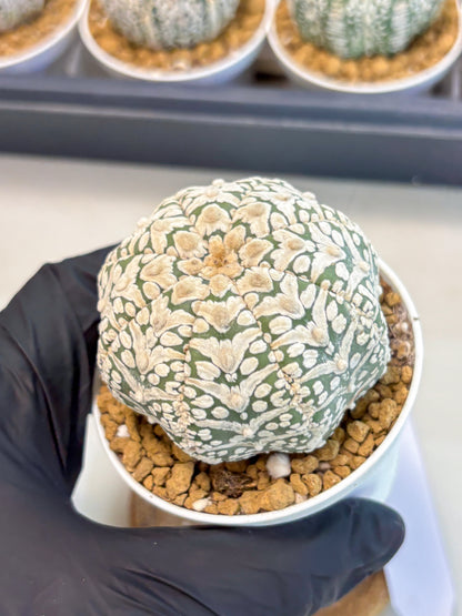 Astrophytum V-Type (at5) (b2) | Star Cactus