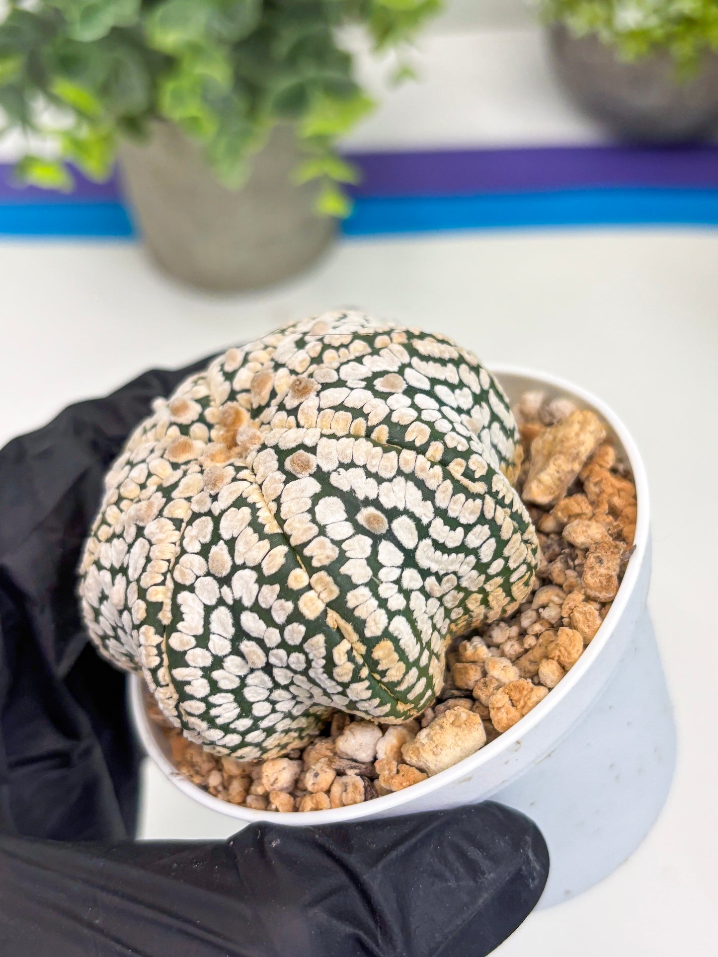 Astrophytum Star Shape (t3) (b3) | 3" Pot