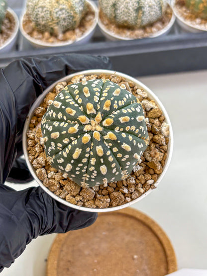 Astrophytum Super Kabuto (at1) (02) | Collection Plant | Rare Cactus