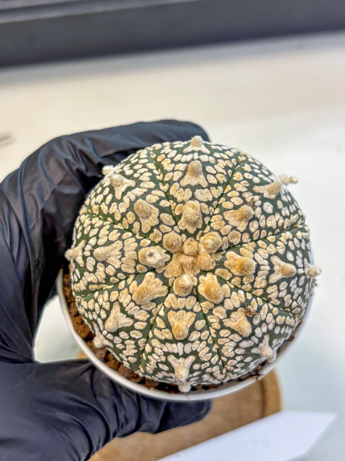Astrophytum V Type (at4) (02) | Star Cactus