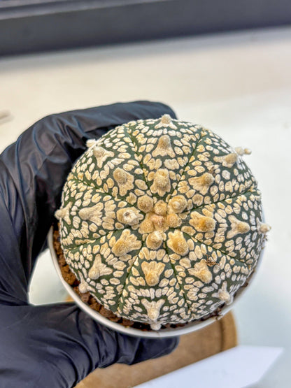 Astrophytum V Type (at4) (02) | Star Cactus