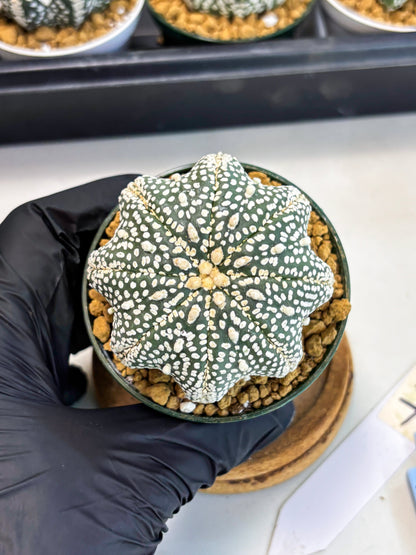 Astrophytum Star Shape (at2) (g7) | Japanese Import
