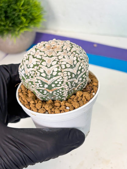 Astrophytum V-Type (at5) (b2) | Star Cactus