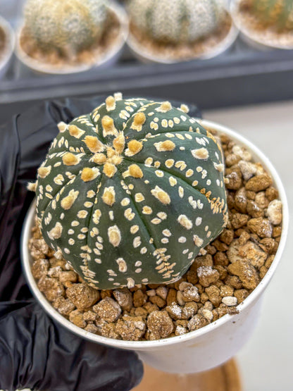 Astrophytum Super Kabuto (at1) (02) | Collection Plant | Rare Cactus