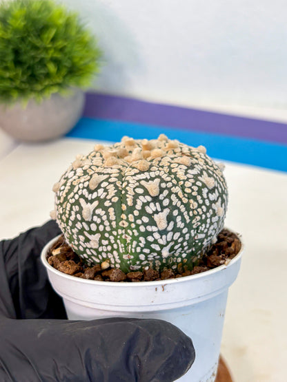 Astrophytum V Type (at4) (02) | Star Cactus