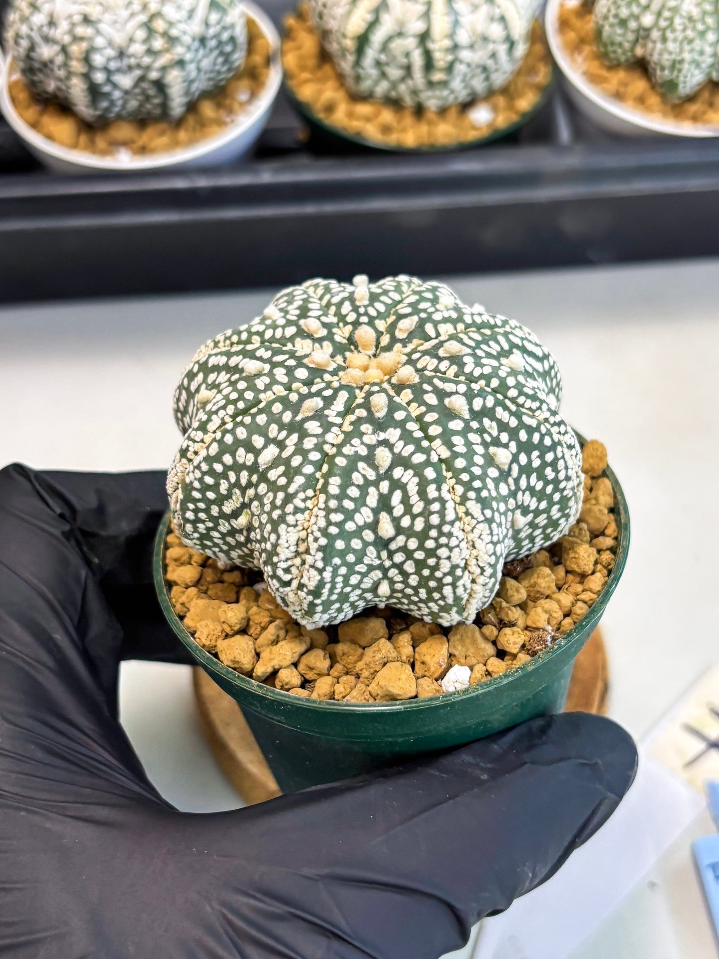 Astrophytum Star Shape (at2) (g7) | Japanese Import