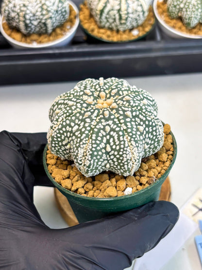 Astrophytum Star Shape (at2) (g7) | Japanese Import