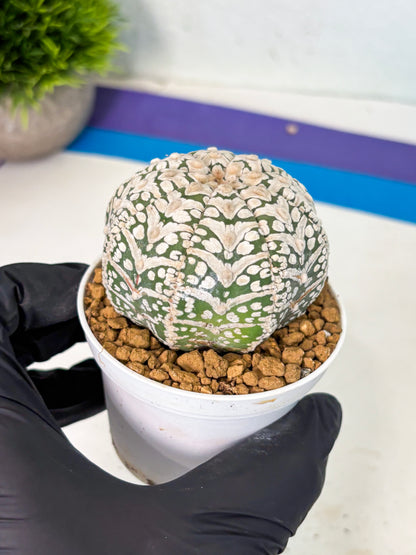 Astrophytum V-Type (at5) (b2) | Star Cactus